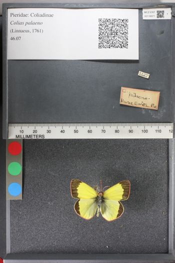 Media type: image;   Entomology 118971